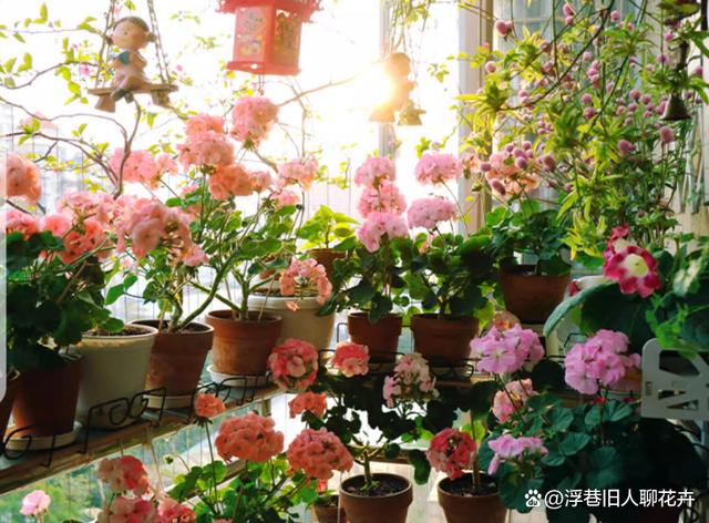 天竺葵怎么度夏？度夏攻略要收好，4个重点，帮你熬过夏天