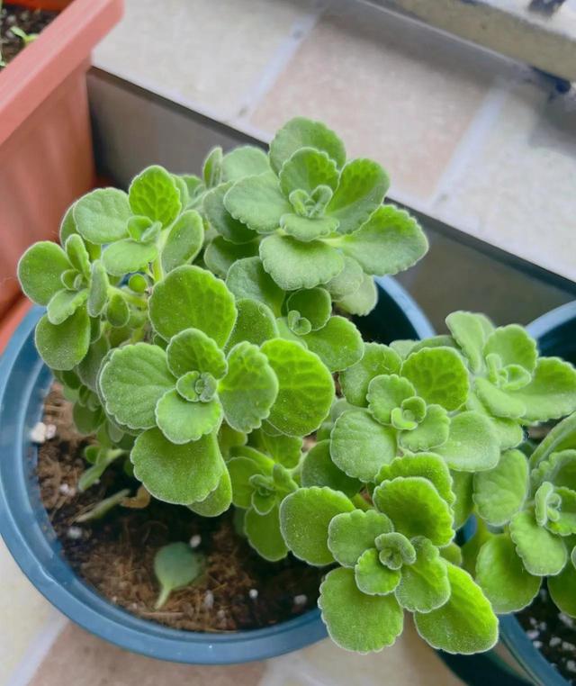 聪明人都喜欢养的5种花，能身体强壮，还越来越“富有”！