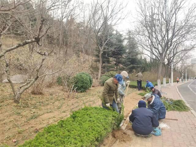 春风催新绿！威海高新区补栽绿化忙