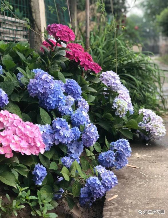 绣球花花苞发黑了怎么回事？四五月份绣球花管理做5要点